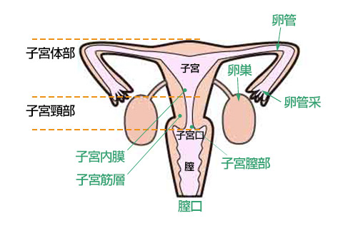 不妊施術画像3